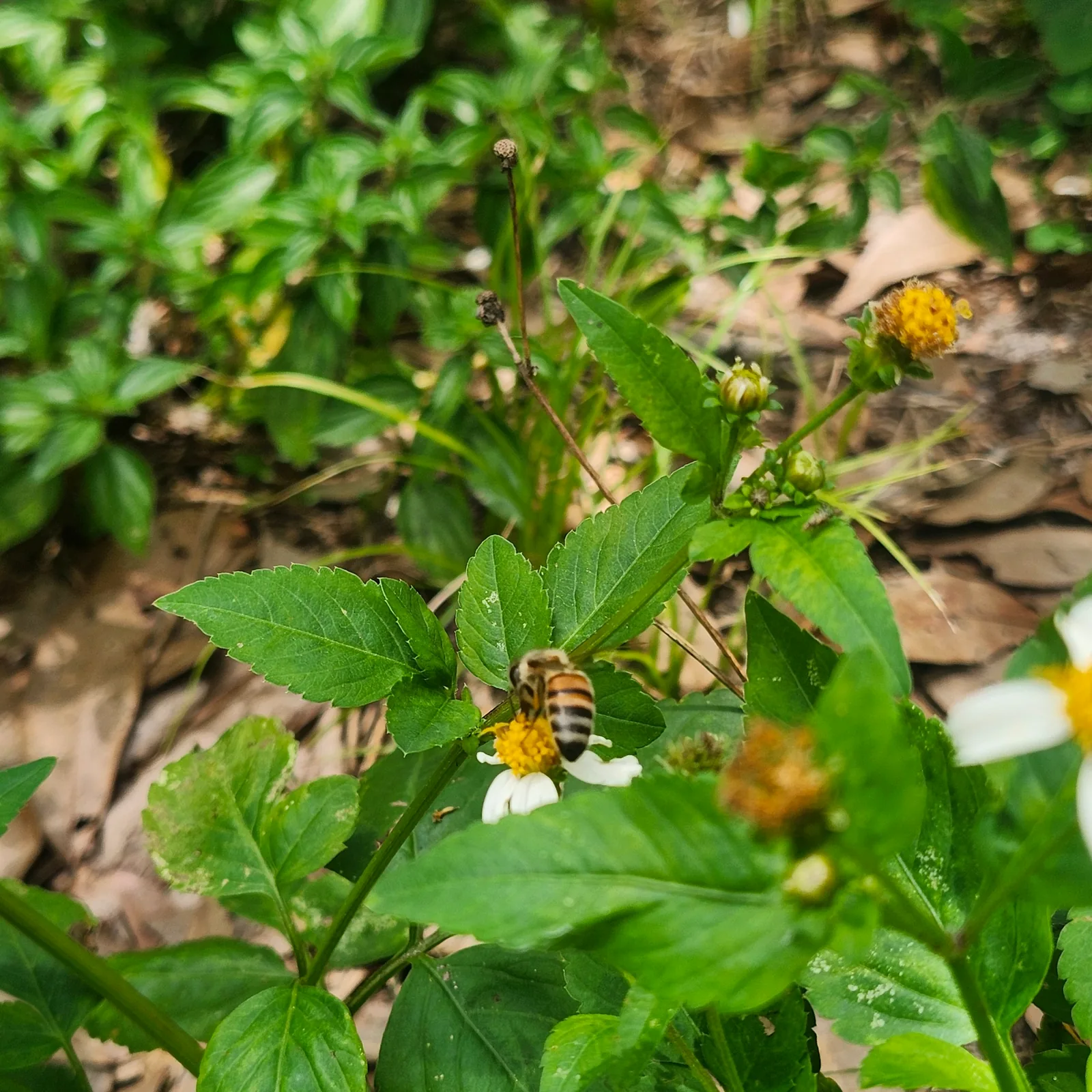 Honey bee foraging on a small wildflower