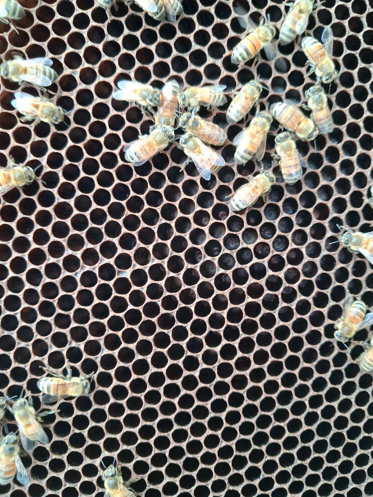 Close view of honey bees walking across open comb