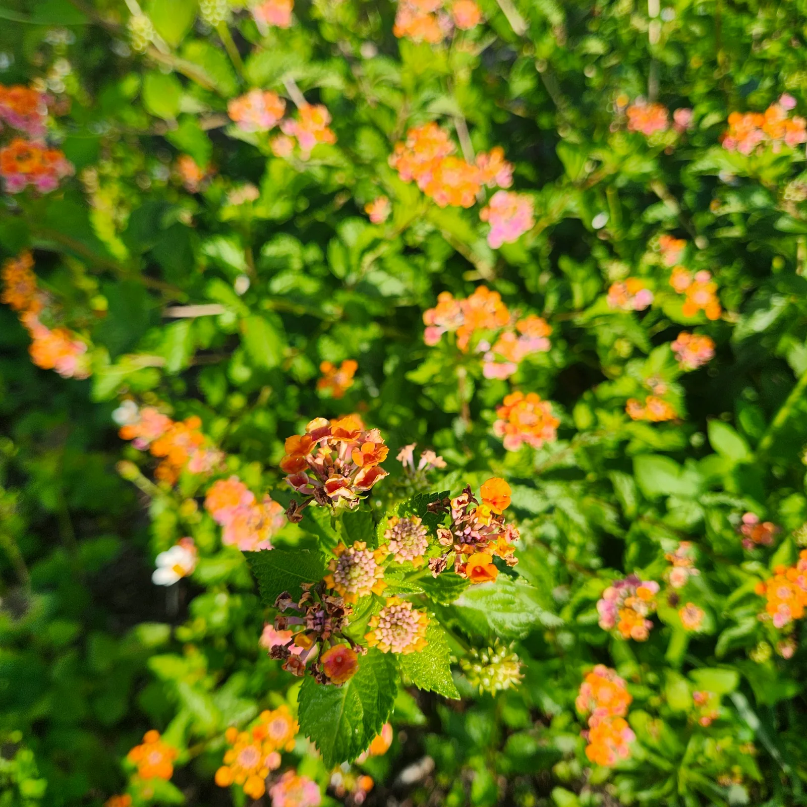 Bee at a hive entrance