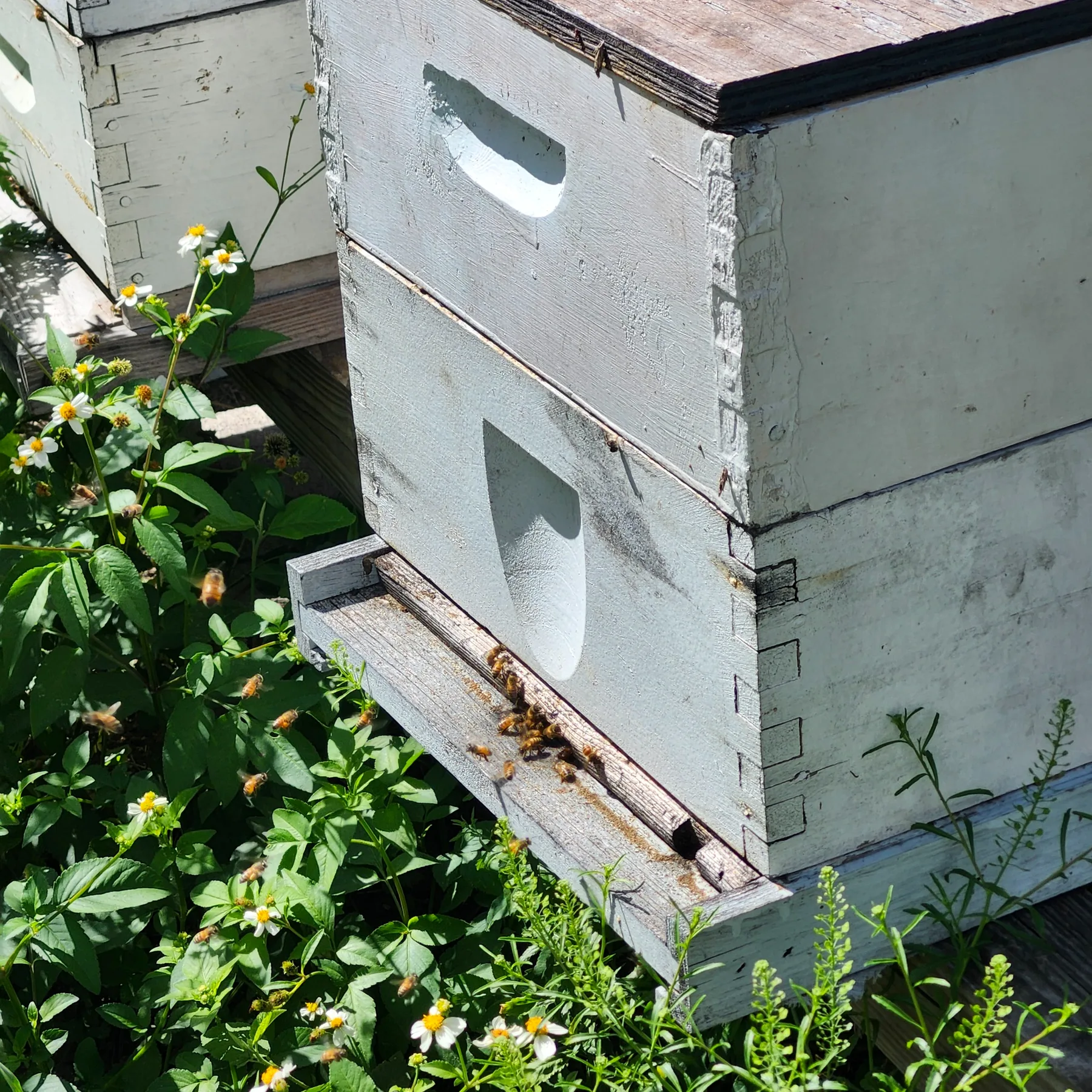 Honey bees working near a hive and surrounding forage
