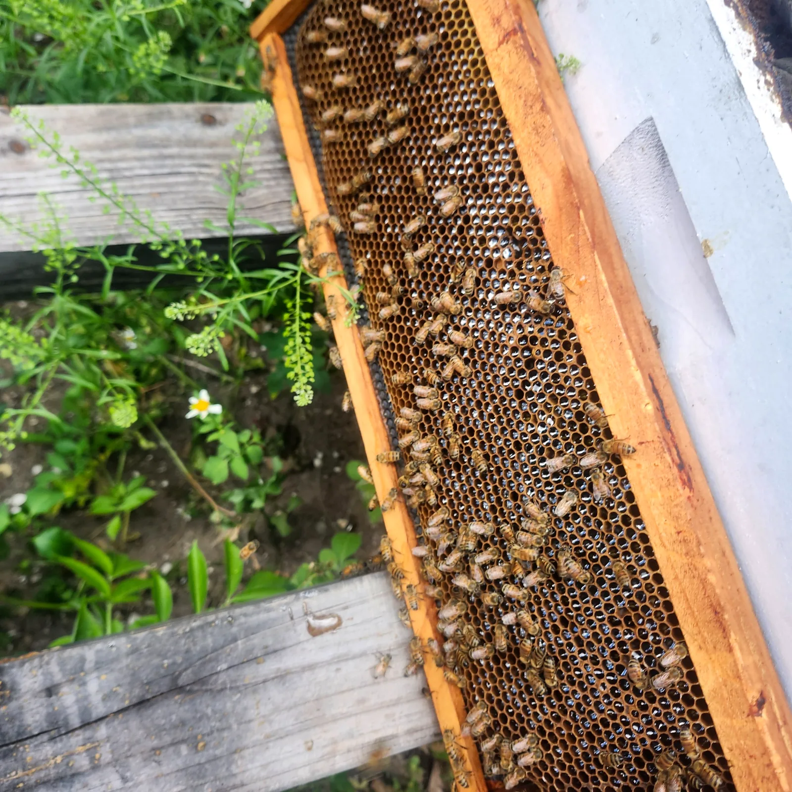 Honey bees between wooden hive frame top bars