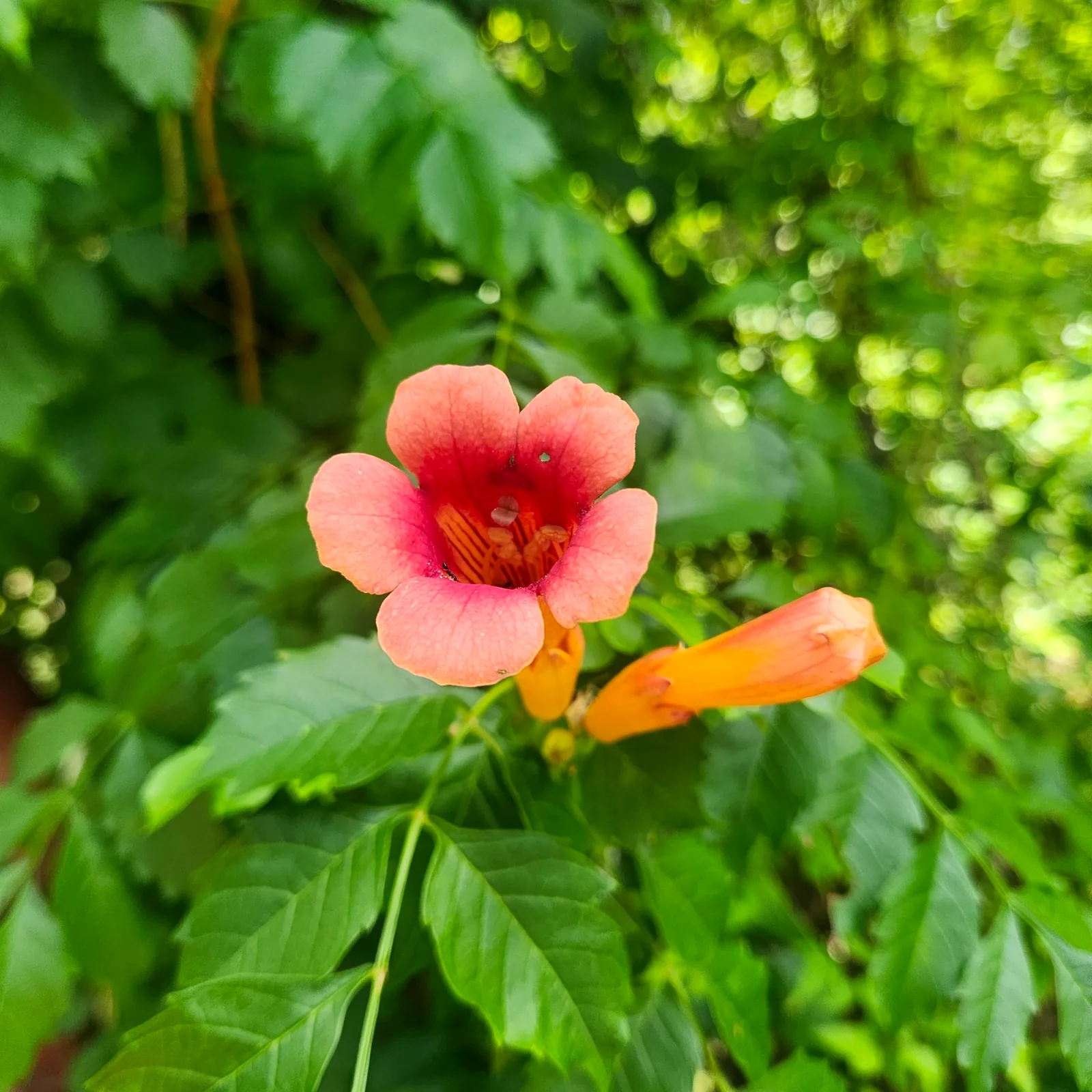 Coral trumpet flower surrounded by green foliage