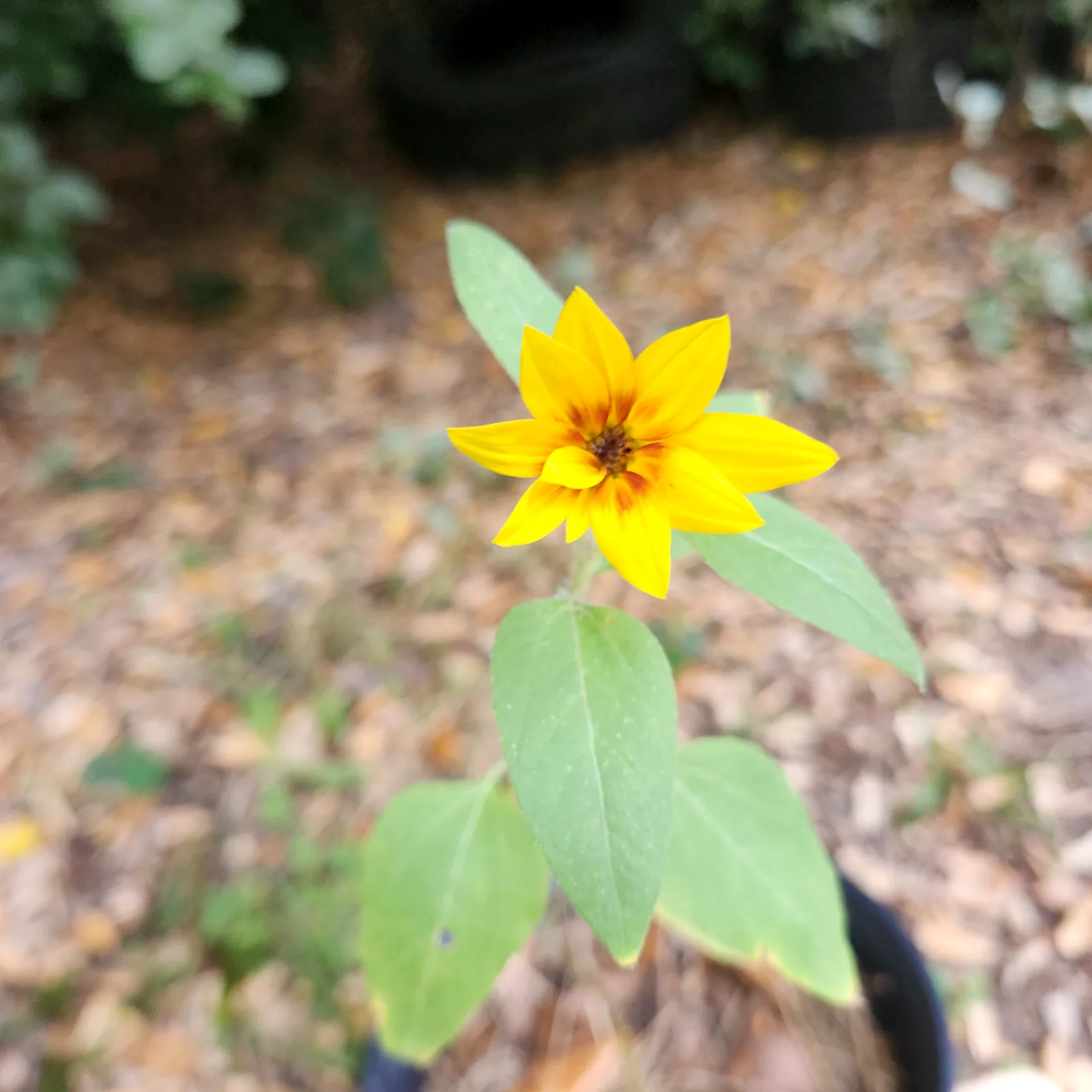 Bright yellow flower in pollinator habitat